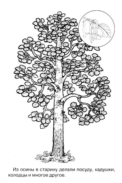 Раскраска дерево осина для детей