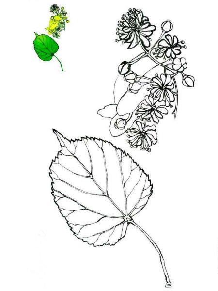 Липа раскраска для детей