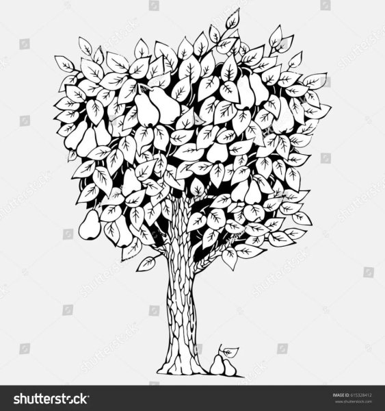 Грушевое дерево раскраска