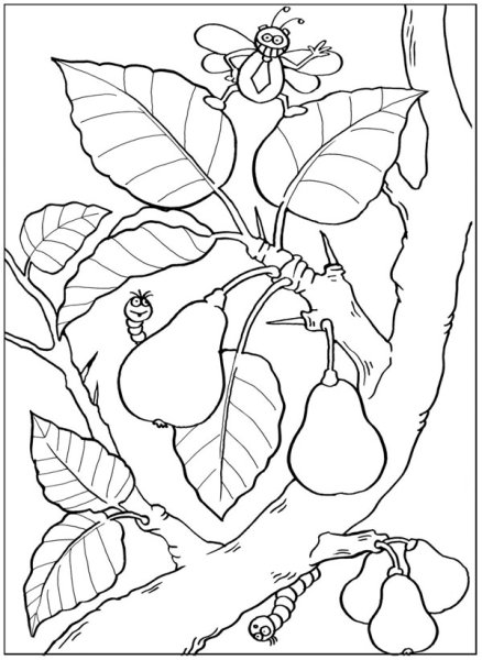 Раскраска плодовые деревья