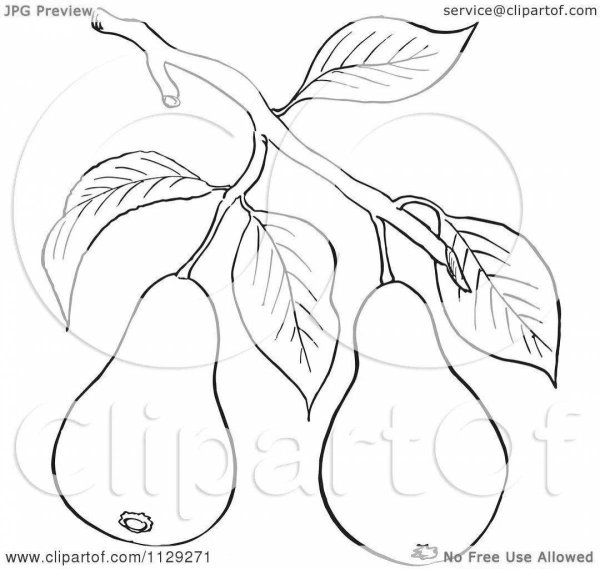 Дерево груша для распечатки