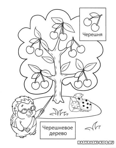 Раскраска плодовые деревья