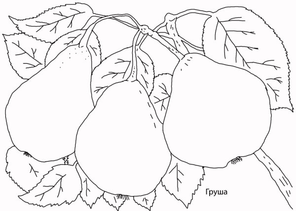 Раскраска груши на ветке