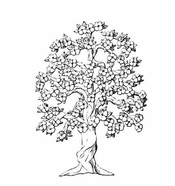 Яблоня раскраска