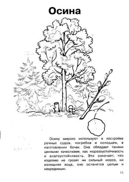 Осина раскраска