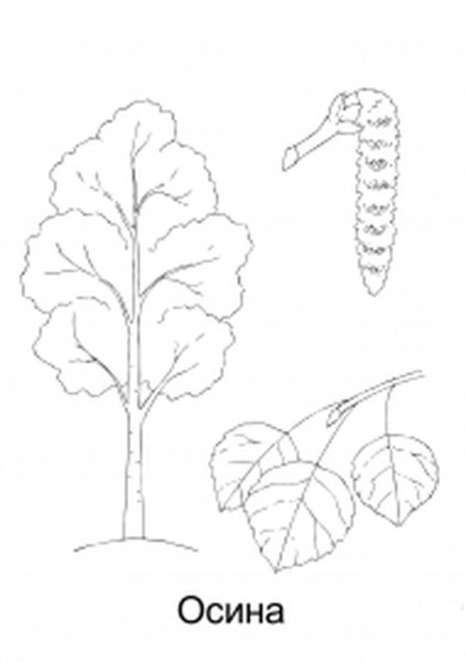 Раскраска осина дерево