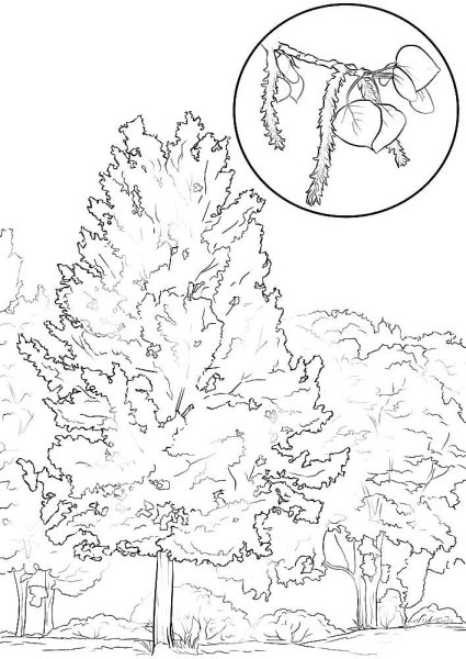 Раскраска осина дерево