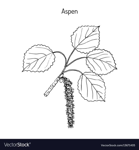 Осина раскраска для детей
