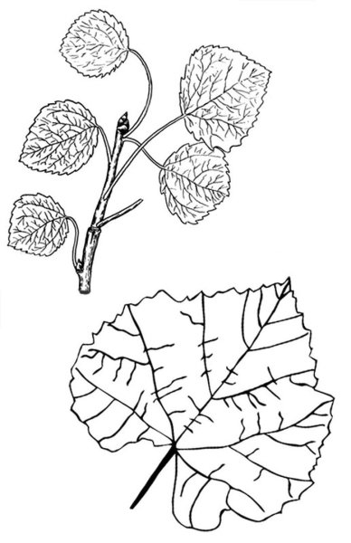 Лист осины рисунок