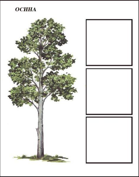 Осина карточка для детей
