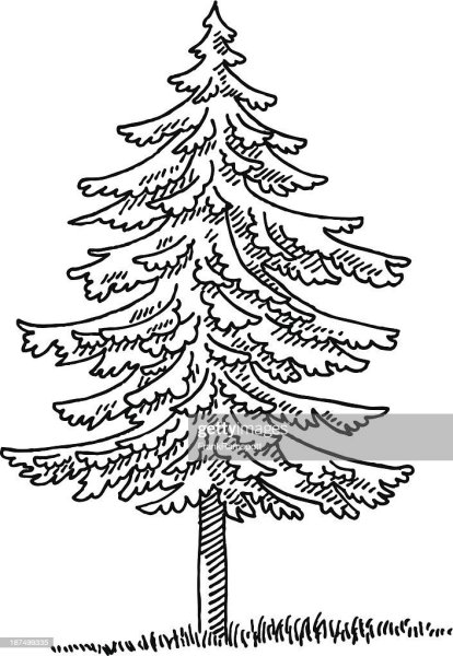 Ель и сосна раскраски для детей