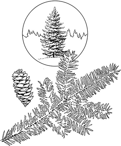 Ель и сосна раскраски для детей