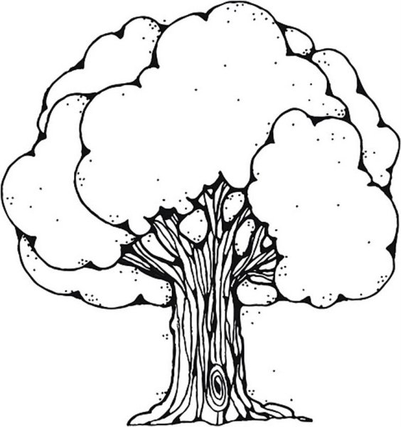 Дуб раскраска для детей
