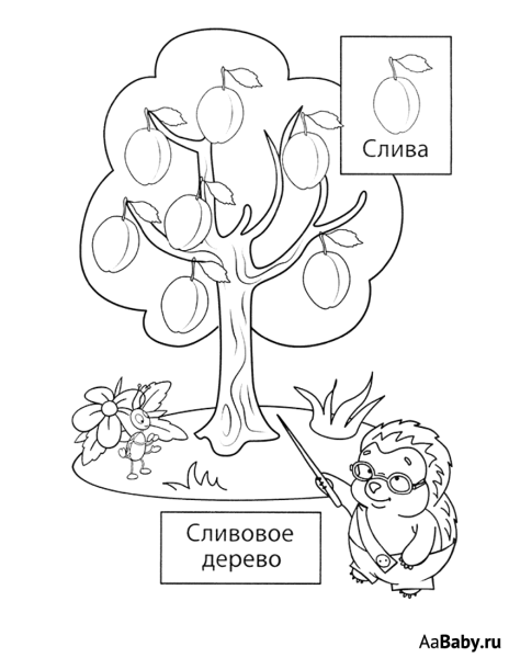 Дерево слива раскраска