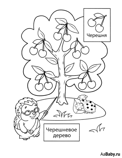 Плодовые деревья раскраска для детей