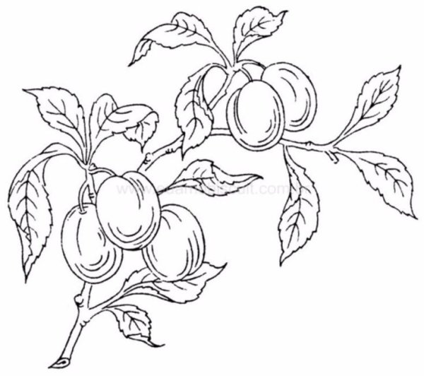 Слива для раскрашивания