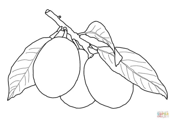 Слива для раскрашивания детям