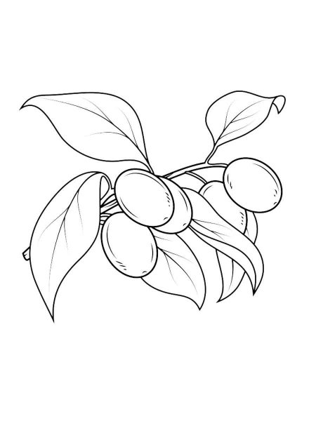 Слива раскраска для детей