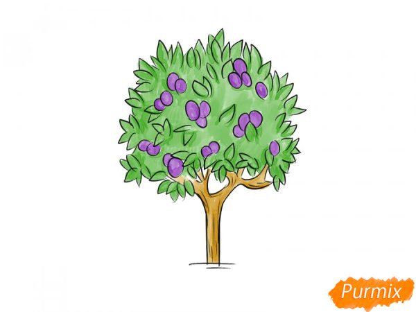 Слива дерево рисунок