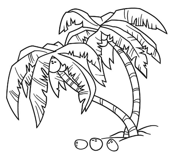 Пальма раскраска