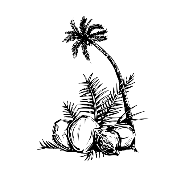 Кокос эскиз