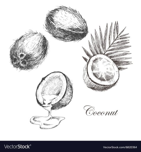 Кокосы в скетче карандашом