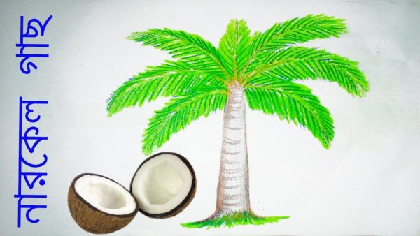 Кокос дерево рисунок