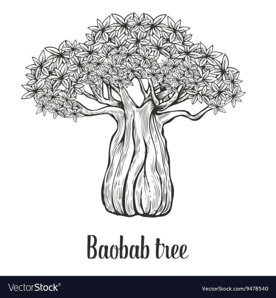 Баобаб дерево рисунок