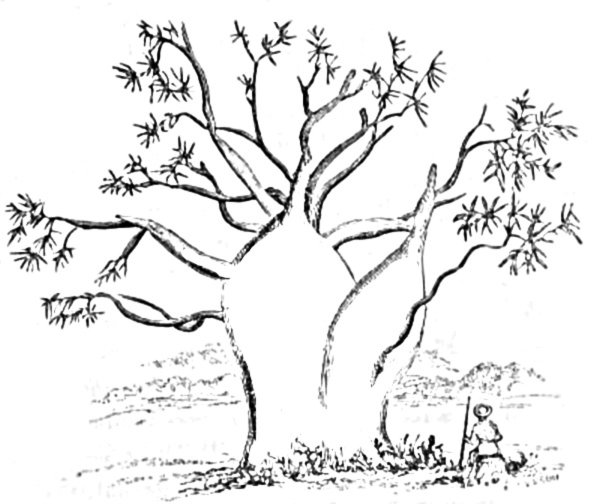 Баобаб дерево раскраска