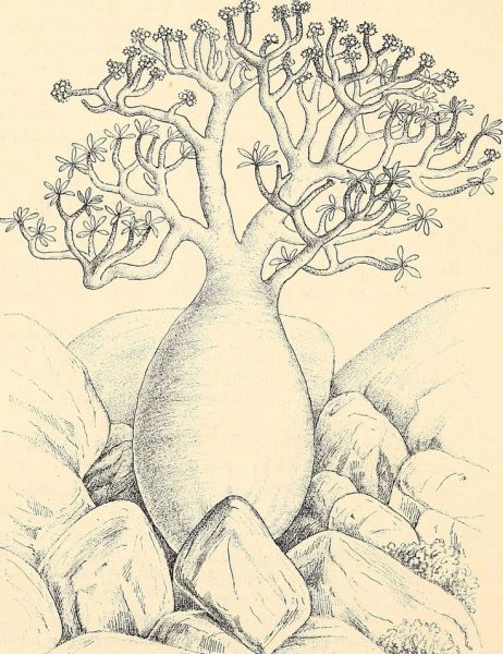 Бутылочное дерево рисунок