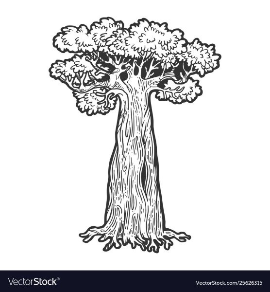 Баобаб раскраска