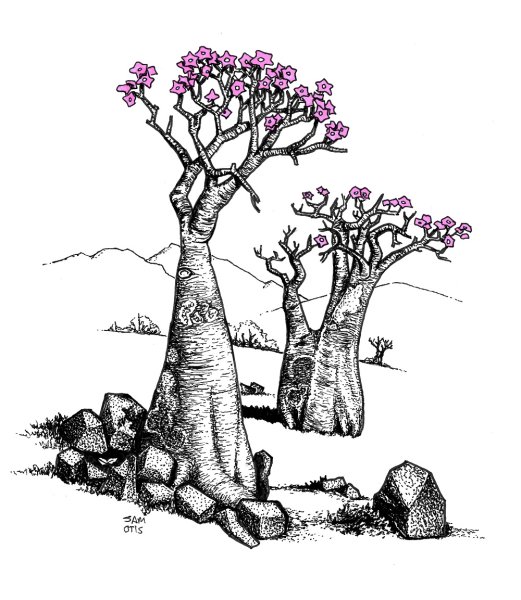 Бутылочное дерево карандашом