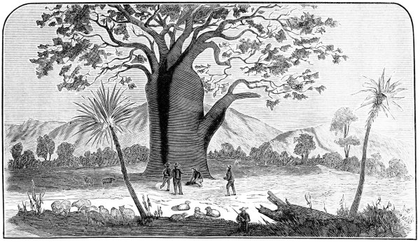 Баобаб гравюра