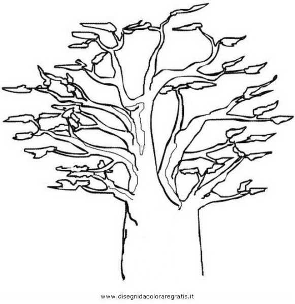 Баобаб дерево раскраска