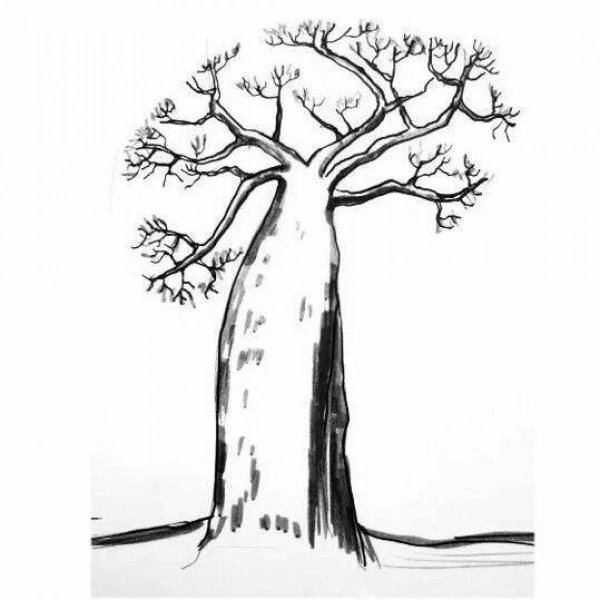 Баобаб раскраска