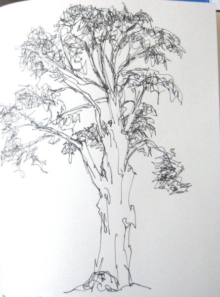 Эвкалипт карандашом