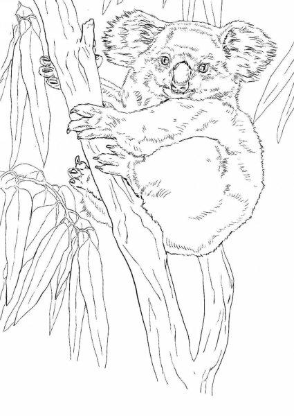 Коала. Раскраска