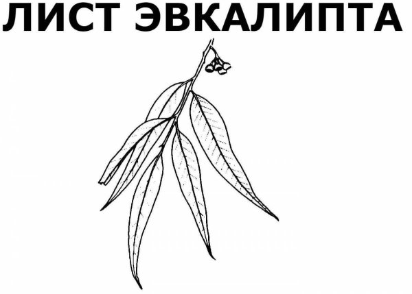 Эвкалипт раскраска