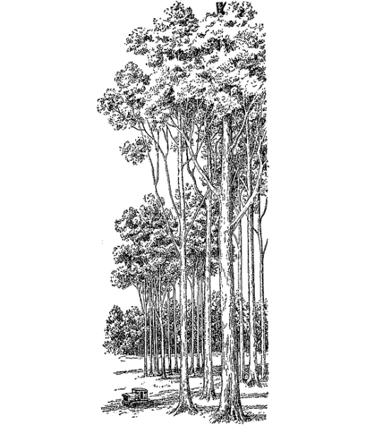 Ветлина дерево