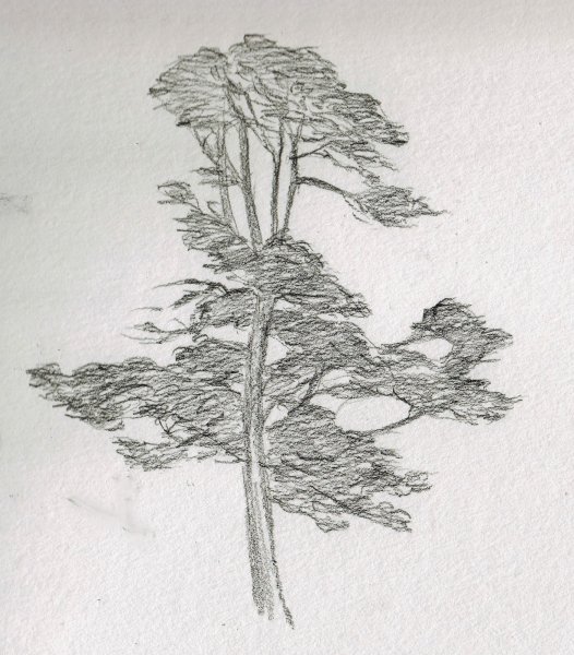Эвкалиптовое дерево рисунок