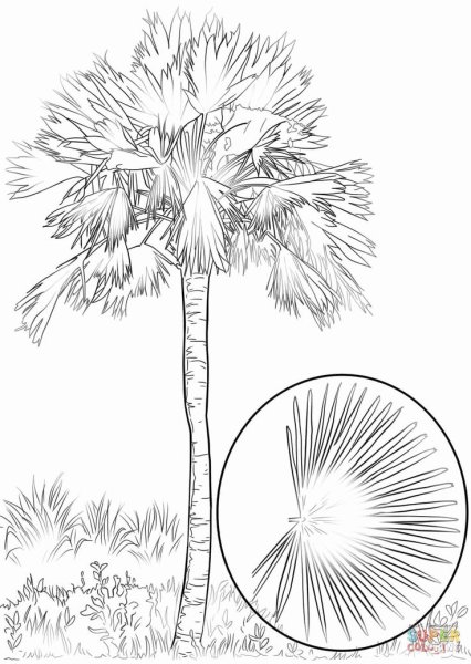 Дерево Пальма раскраска