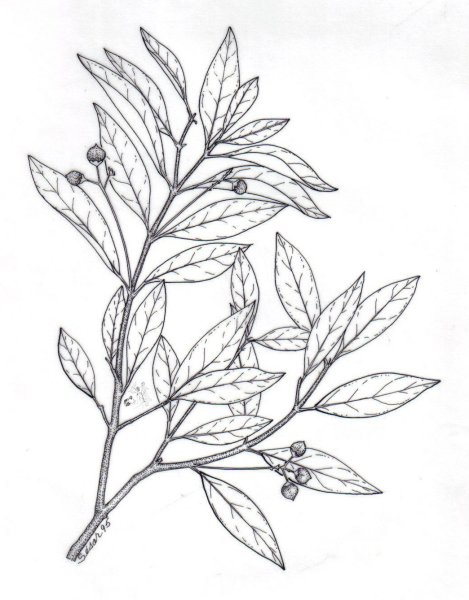 Эвкалипт карандашом