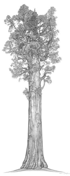 Секвойя Гиперион рисунок