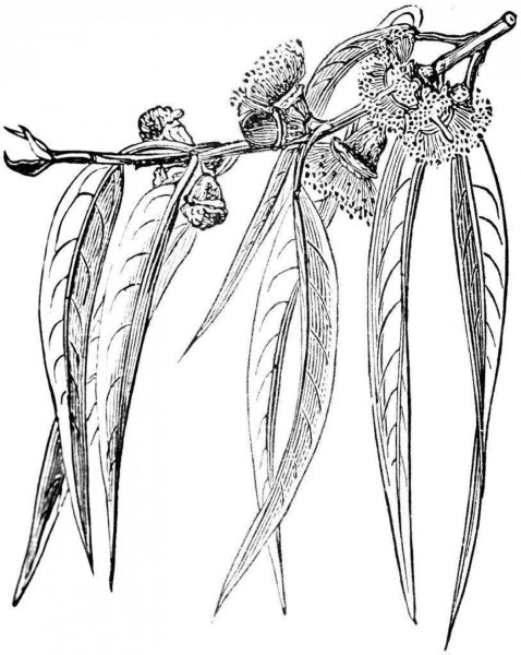 Эвкалипт Графика чб