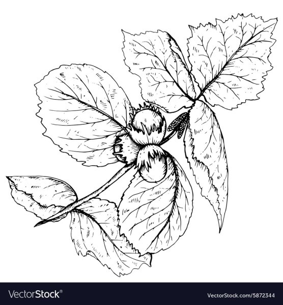 Лещина раскраска для детей