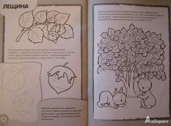 Рисуем и раскрашиваем кустарники