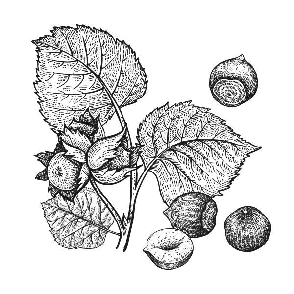 Лещина обыкновенная стебель