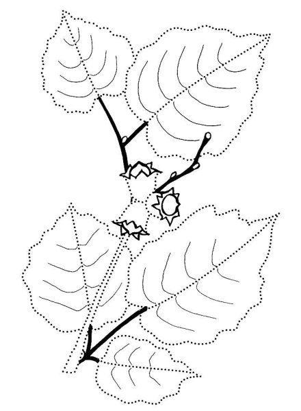 Орешник раскраска для детей
