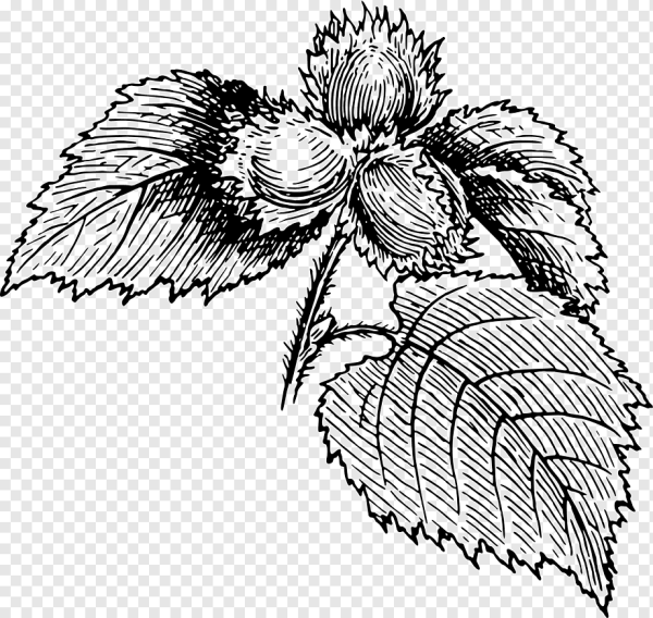 Орешник раскраска