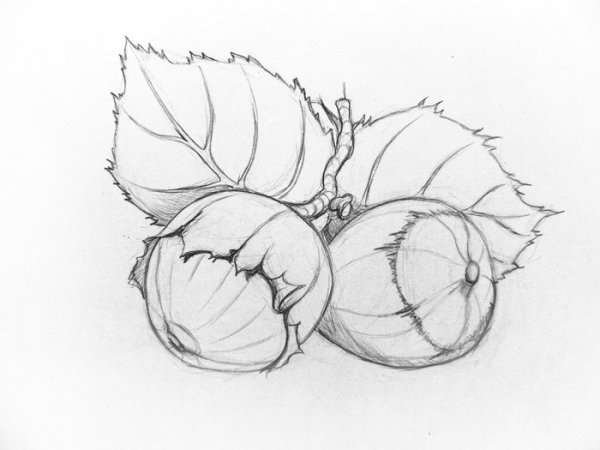 Орехи карандашом